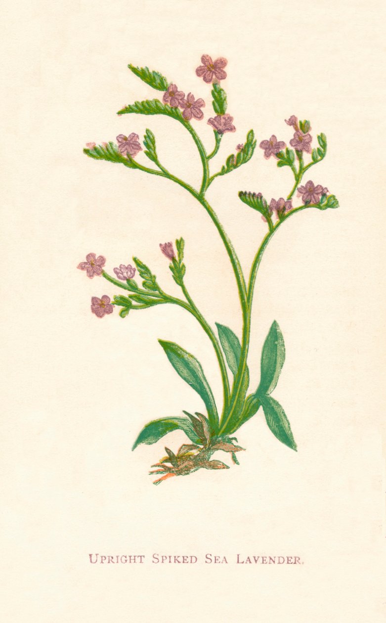 Opretstående piggede havlavendel, c1891, 1891 af Anne Pratt