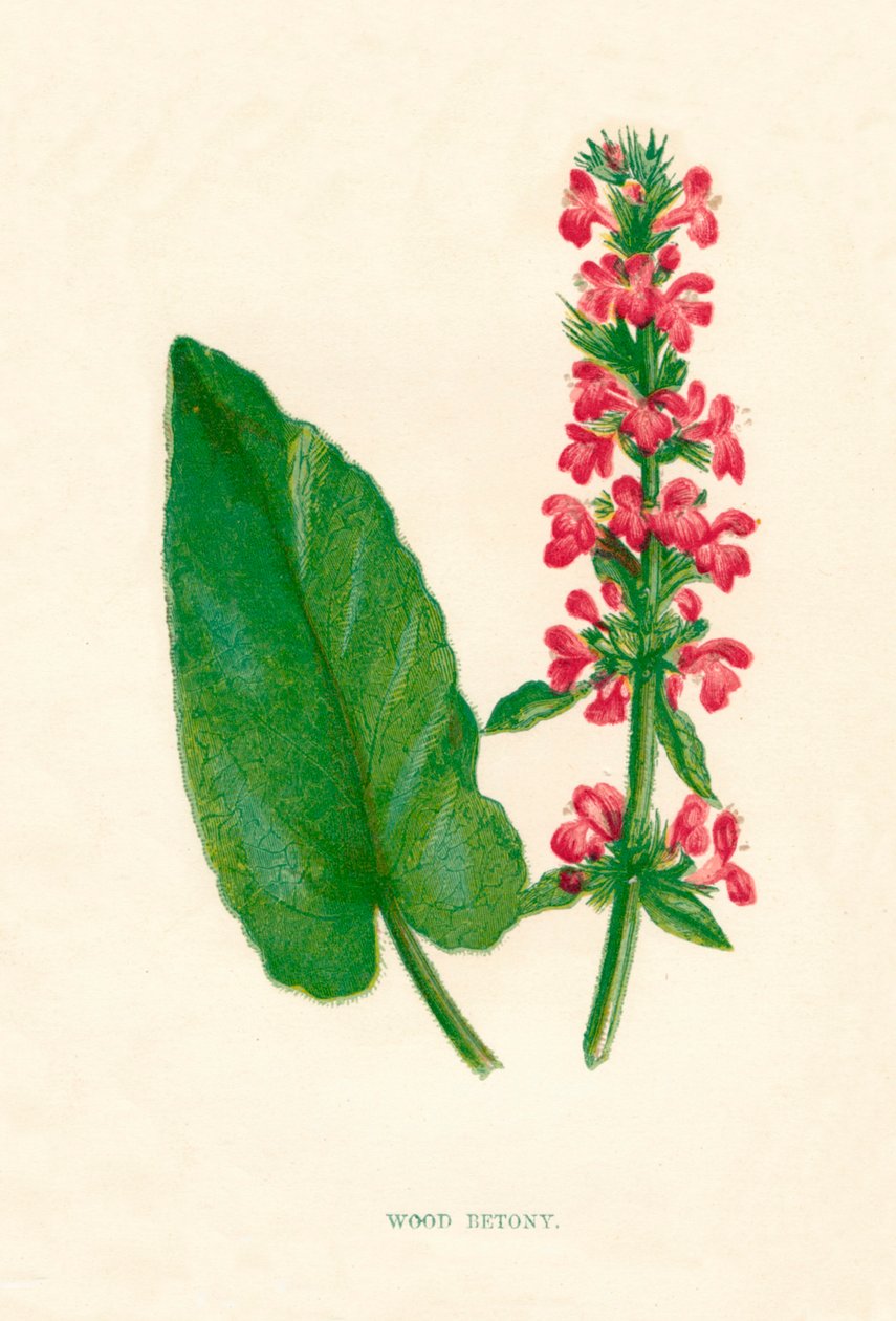 Wood Betony, c1891, 1891 af Anne Pratt