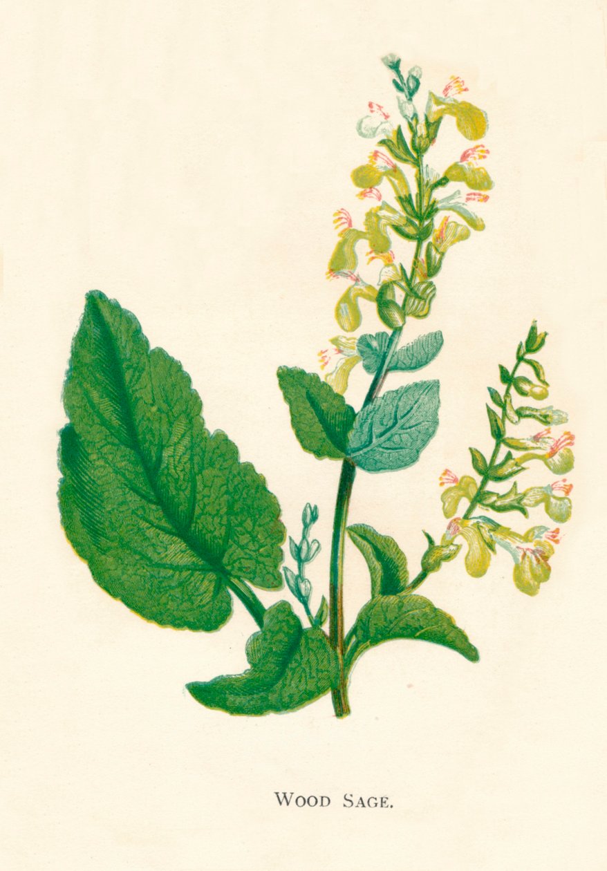 Wood Sage, c1891, 1891 af Anne Pratt