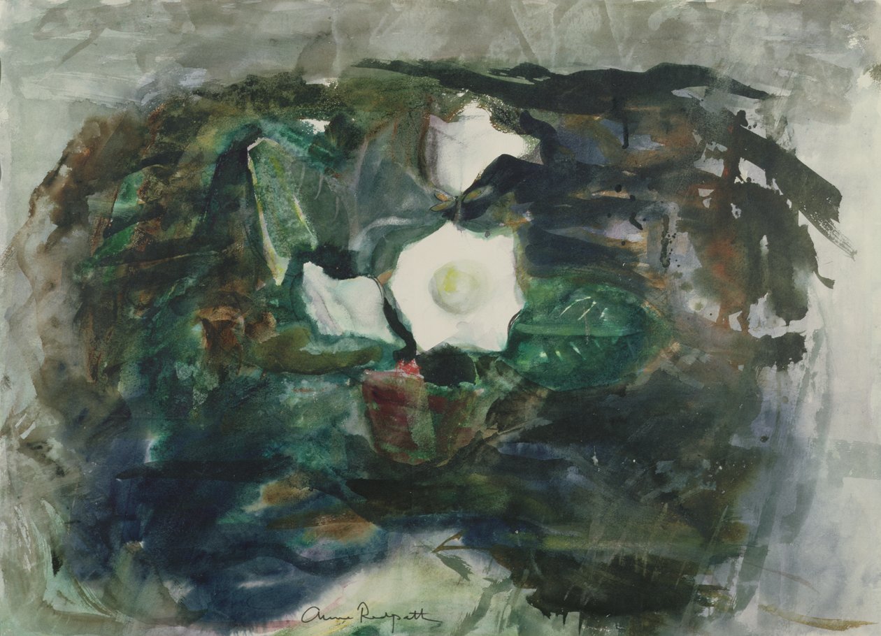Hvid Gloxinia af Anne Redpath