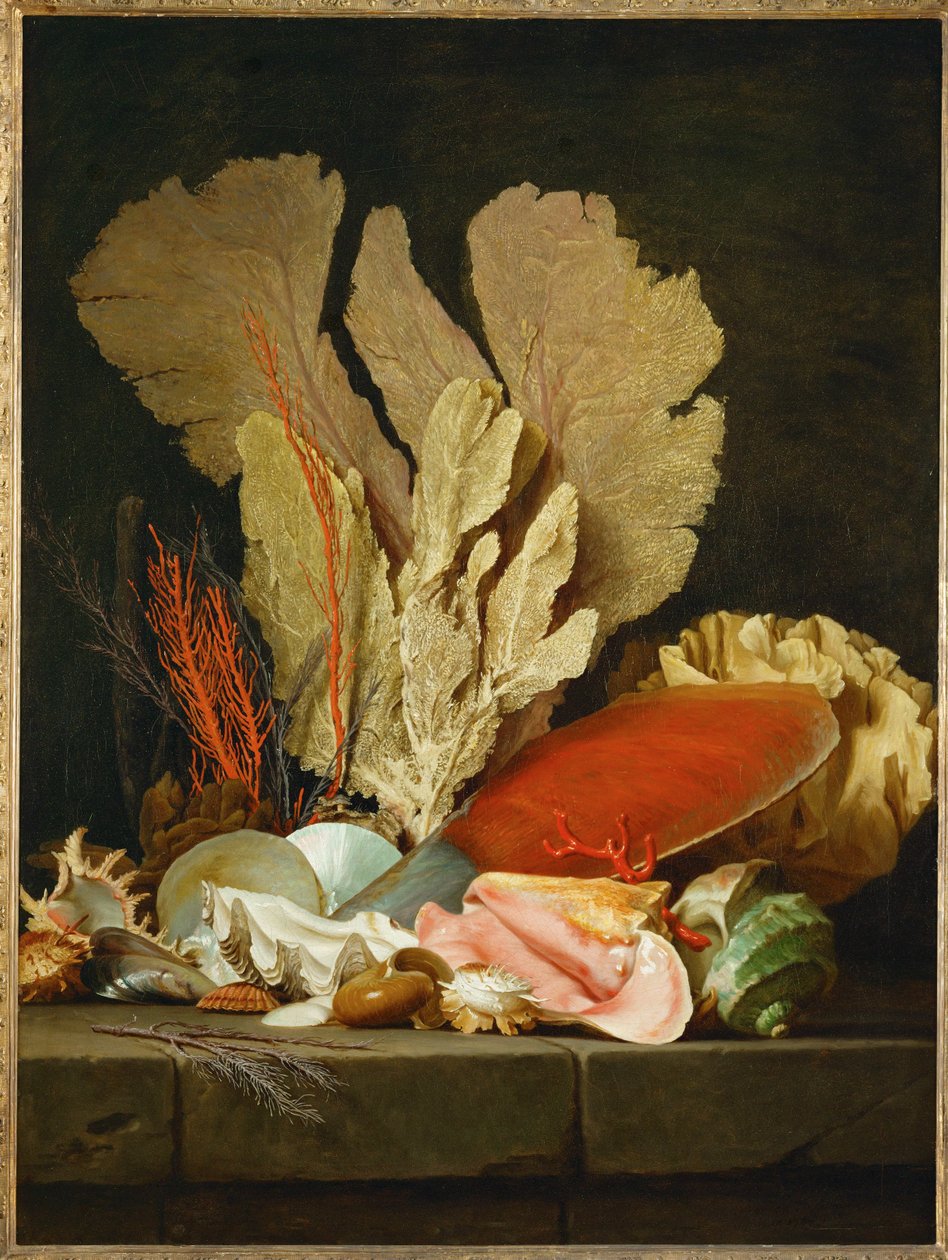 Panaches de mer, lithophytes et coquilles - Stilleben med skaller og koraller ... af Anne Vallayer-Coster