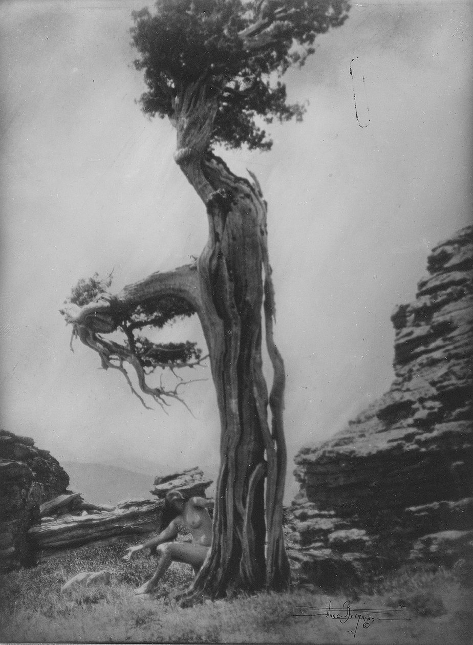 Uden titel (Nøgen ved bunden af et cedertræ) af Anne W. Brigman