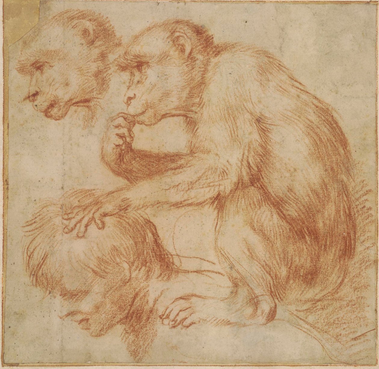 Carracci - En abe på en mands skuldre i profil til venstre og et studie af dens ansigt, studie til et maleri Rødkridt, Ff,2.115 af Annibale Carracci