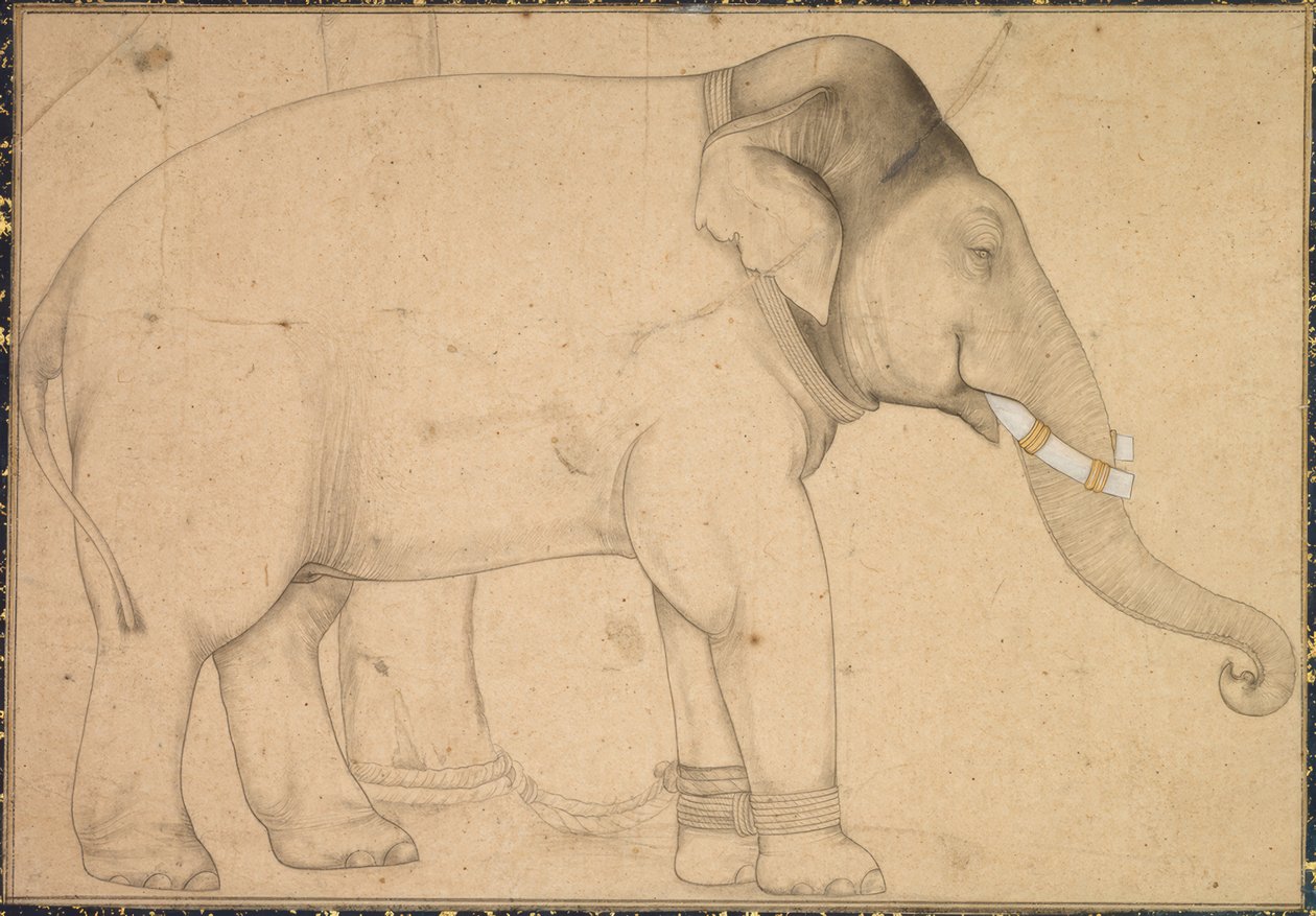 Tegning af en elefant af Anonym