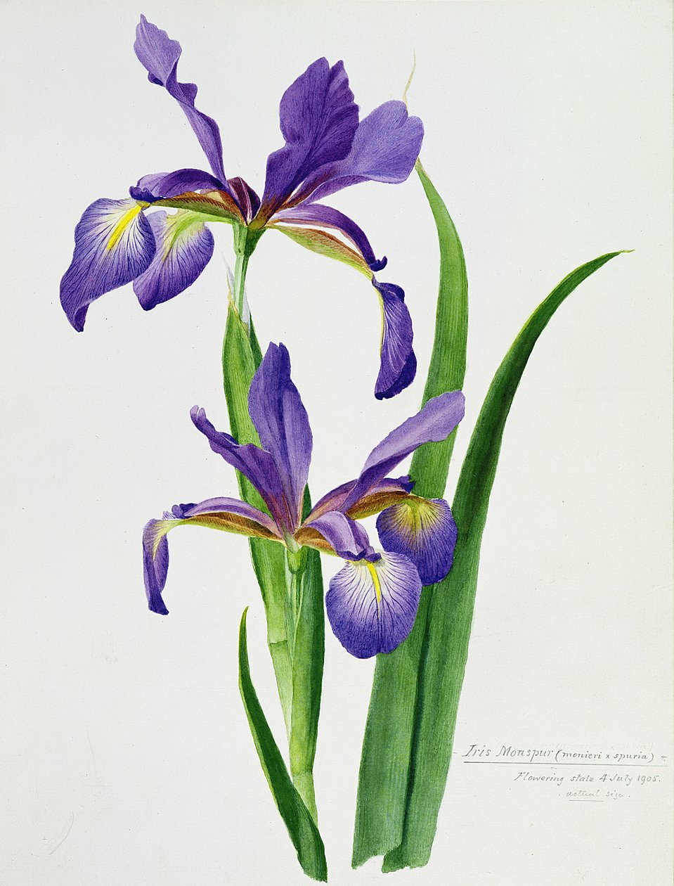 Iris monspur (akvarel) af Unbekannt Unbekannt