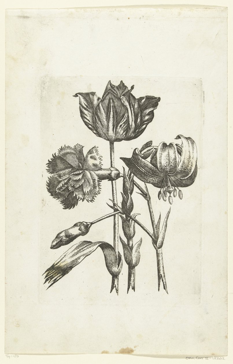 Anjer, tulp en lelie Nye blomsterikoner (serietitel) af Anonymous