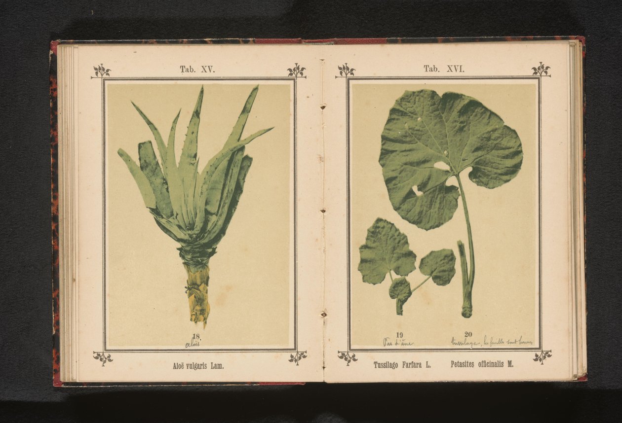 Blad af en følfod og et blad af en ranbur Tussilago Farfara L. Petasites officinalis M. (titel på objekt) af Anonymous