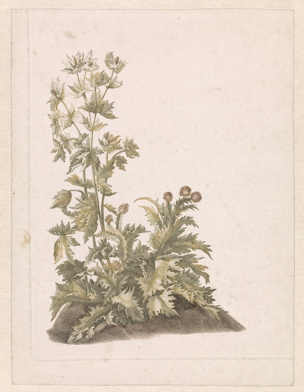 Blomstrende Tidsler af Anonymous