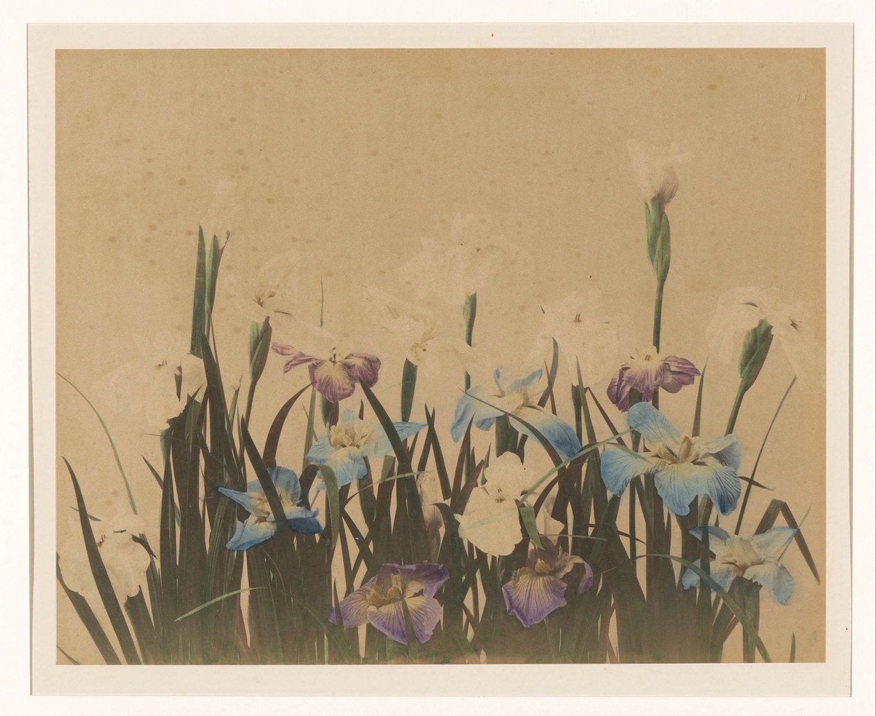 Blomsterstilleben med iris af Anonymous