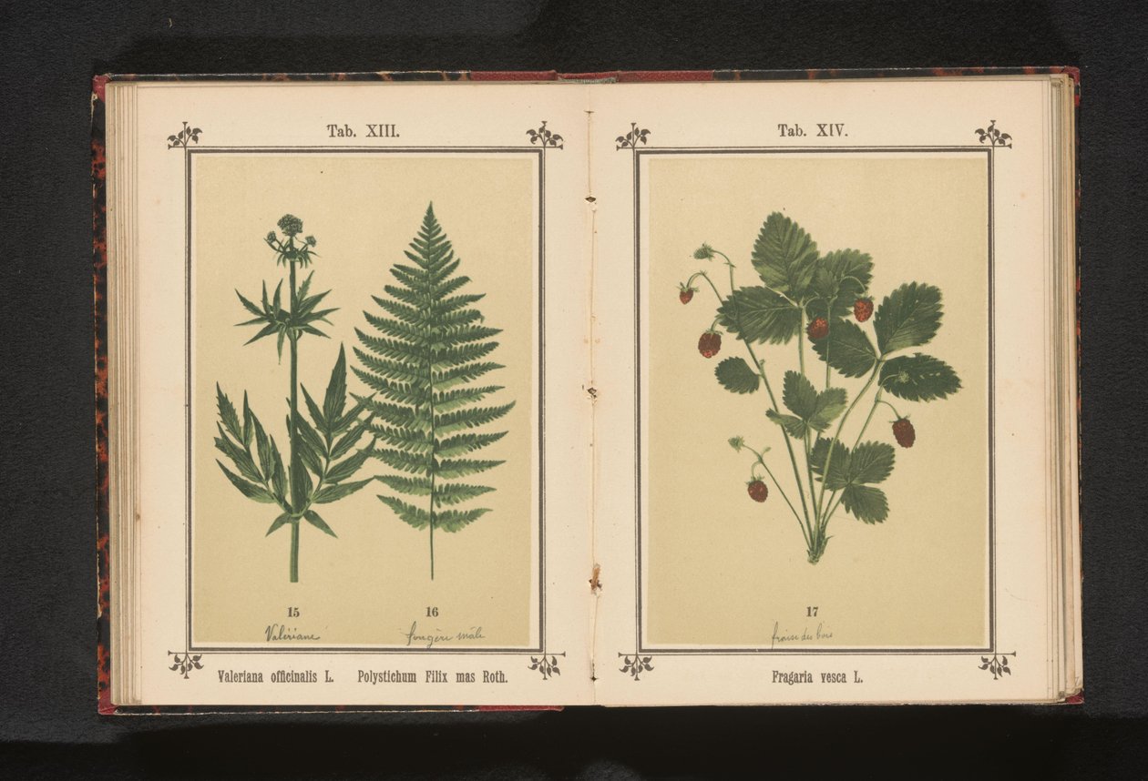 Bosaardbei Fragaria vesca L. (titel på objekt) af Anonymous