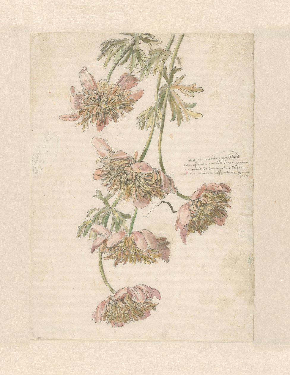 Tre grene med blomster hvid og rød (...) (titel på objekt) af Anonymous