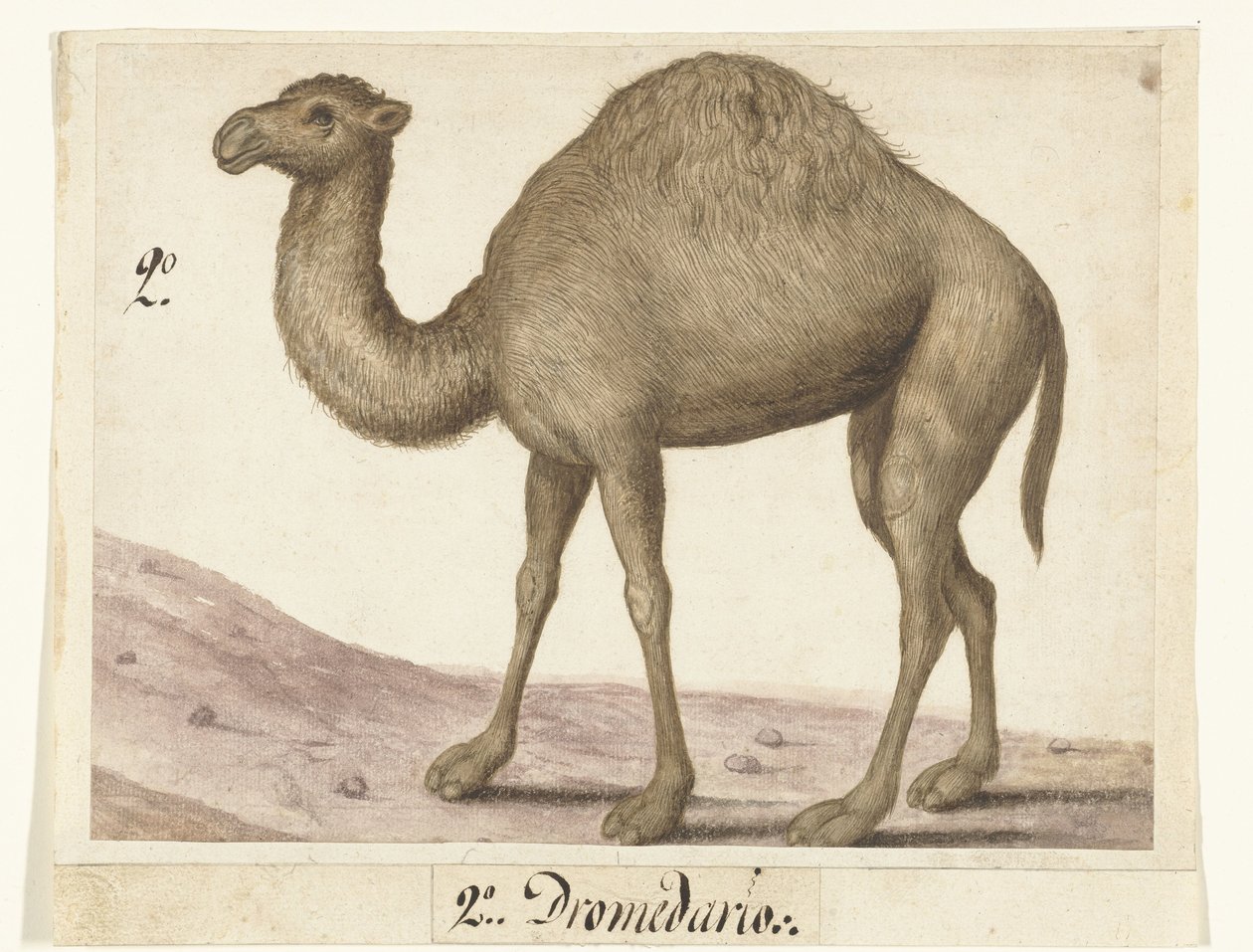 Dromedaris Lombard album (serietitel) af Anonymous