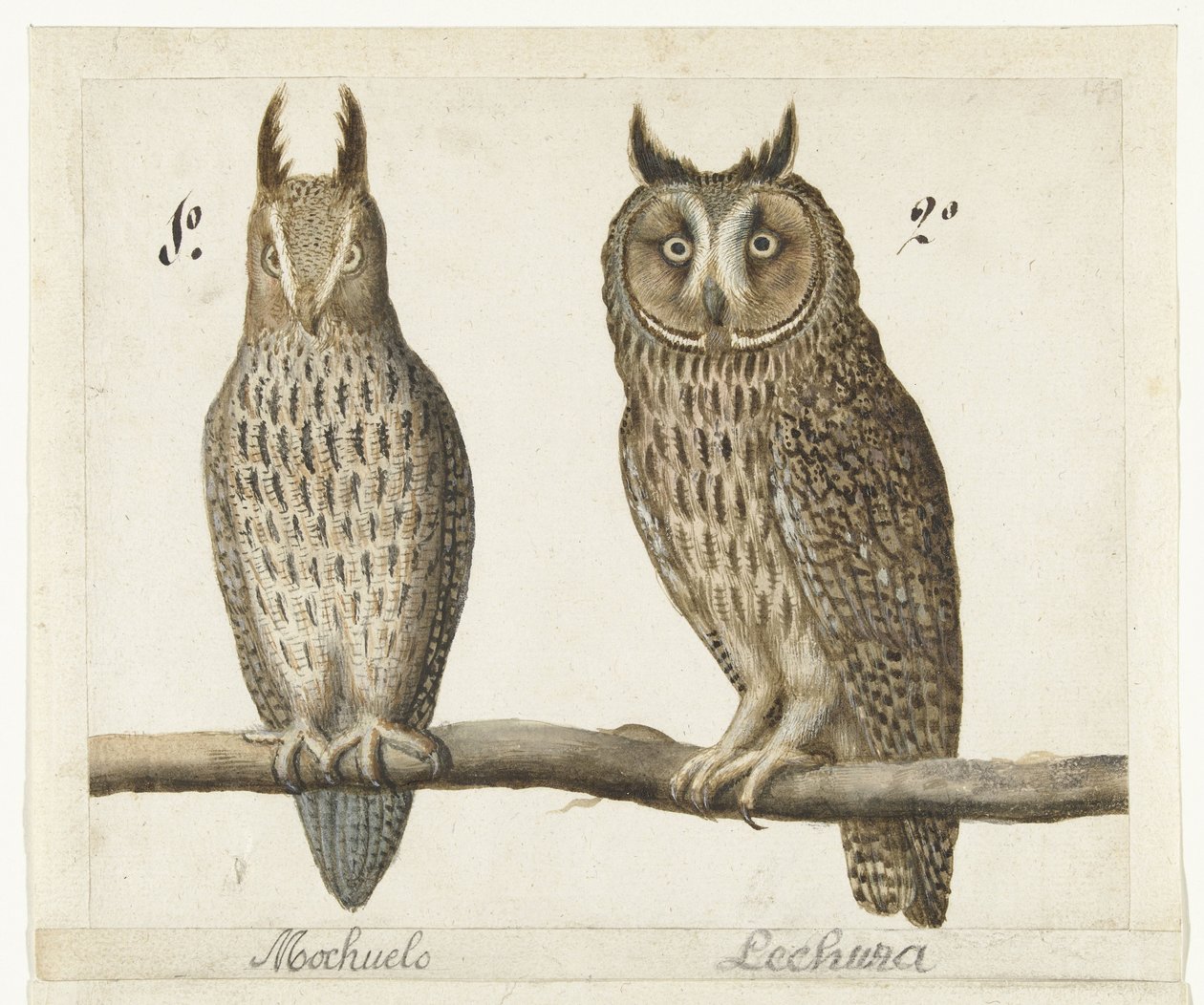 Lille Ugle og Langøret Ugle Mochuelo / Lechuza (titel på objekt) Lombard album (serietitel) af Anonymous