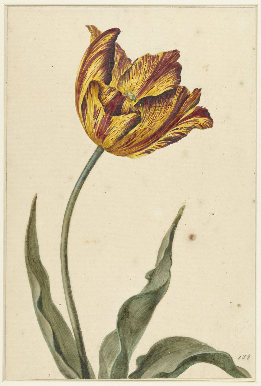 Gul-orange-rød tulipan af Anonymous