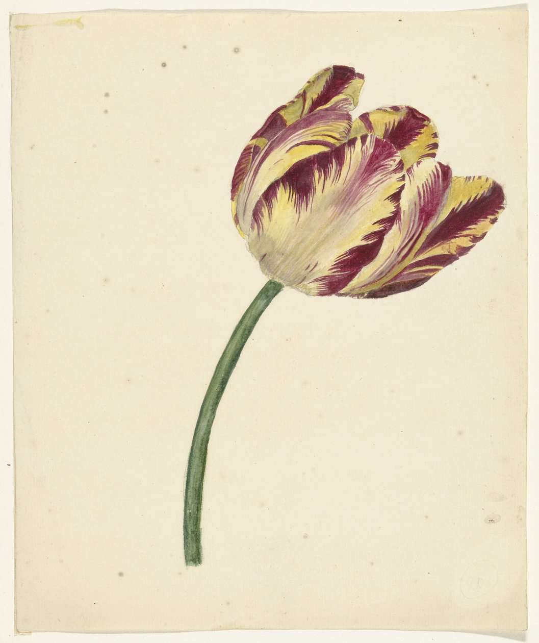 Gul-rød tulipan af Anonymous