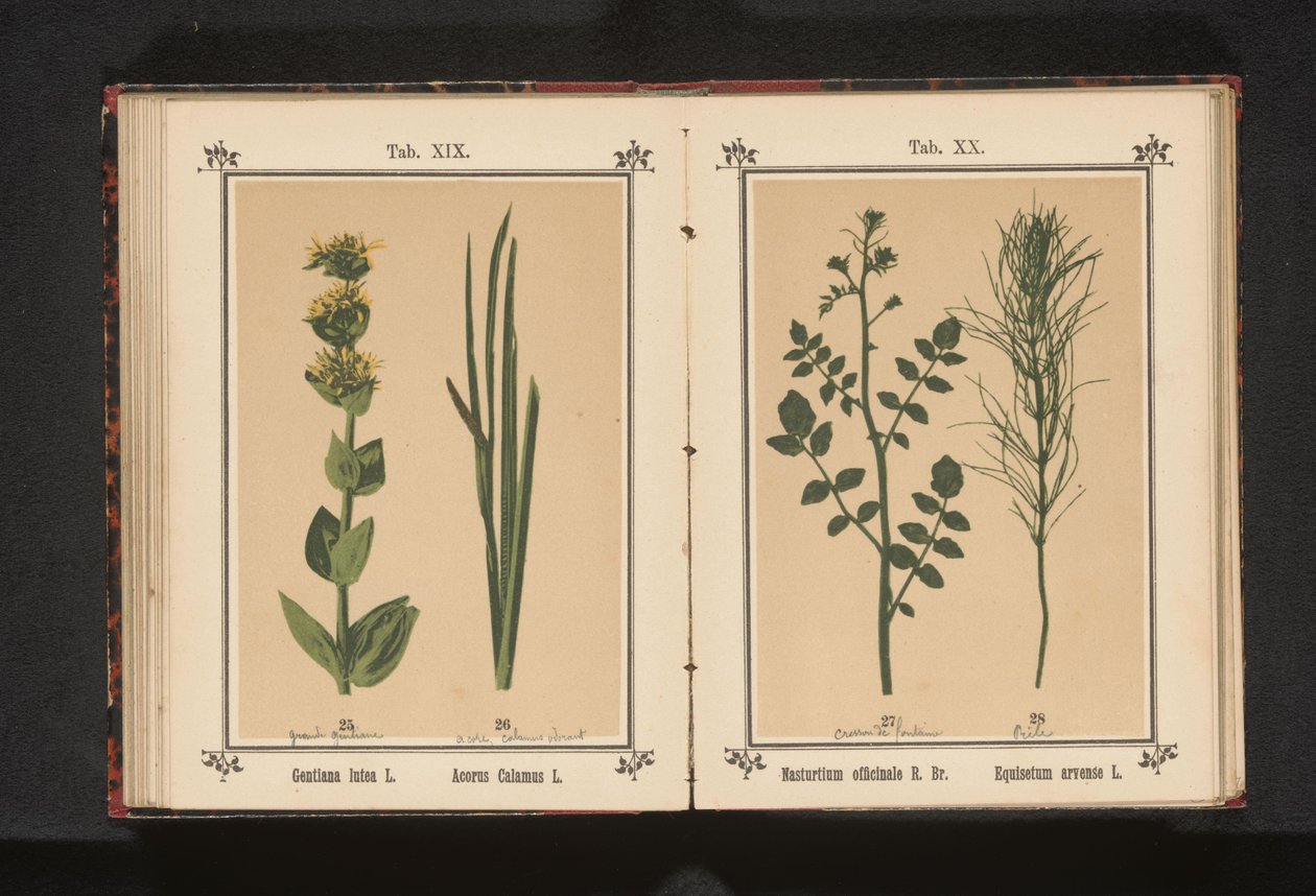 Gele gentiaan en kalmoes Gentiana lutea L. Acorus Calamus L. (titel på objekt) af Anonymous