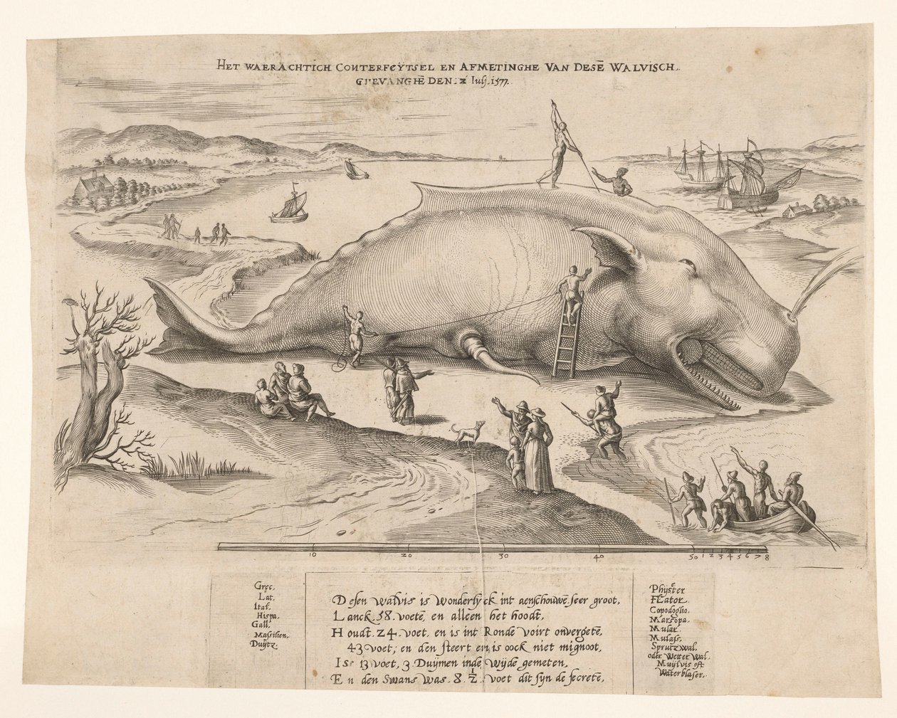 Strandet hval nær Antwerpen, 1577 Waerachtich conterfeytsel og størrelsen af ​​denne[n] hval, ghevanghe[n] den 2. juli 1577 (titel på objektet) af Anonymous