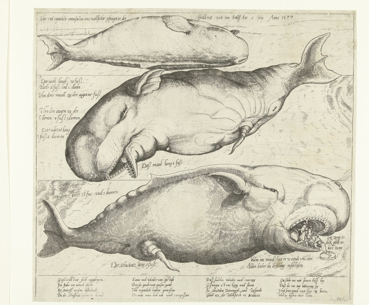 Strandet hval nær Antwerpen, 1577 True ung eigentliche contrafactur eines wallfisches gefangen in der scheldt nitt weit von Antorff Am 2. juli. Anno 1577 (titel på objekt) af Anonymous