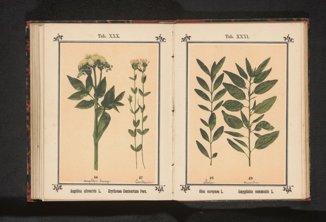 Almindelig angelica og ægte centaury Angelica silvestris L. Erythraea Centaurium Pers (titel på objekt) af Anonymous