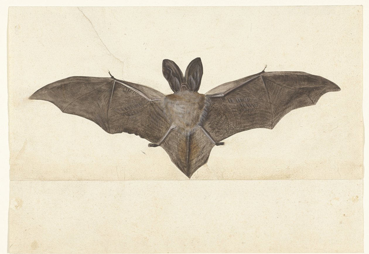 Storøret flagermus Lombard album (serietitel) af Anonymous