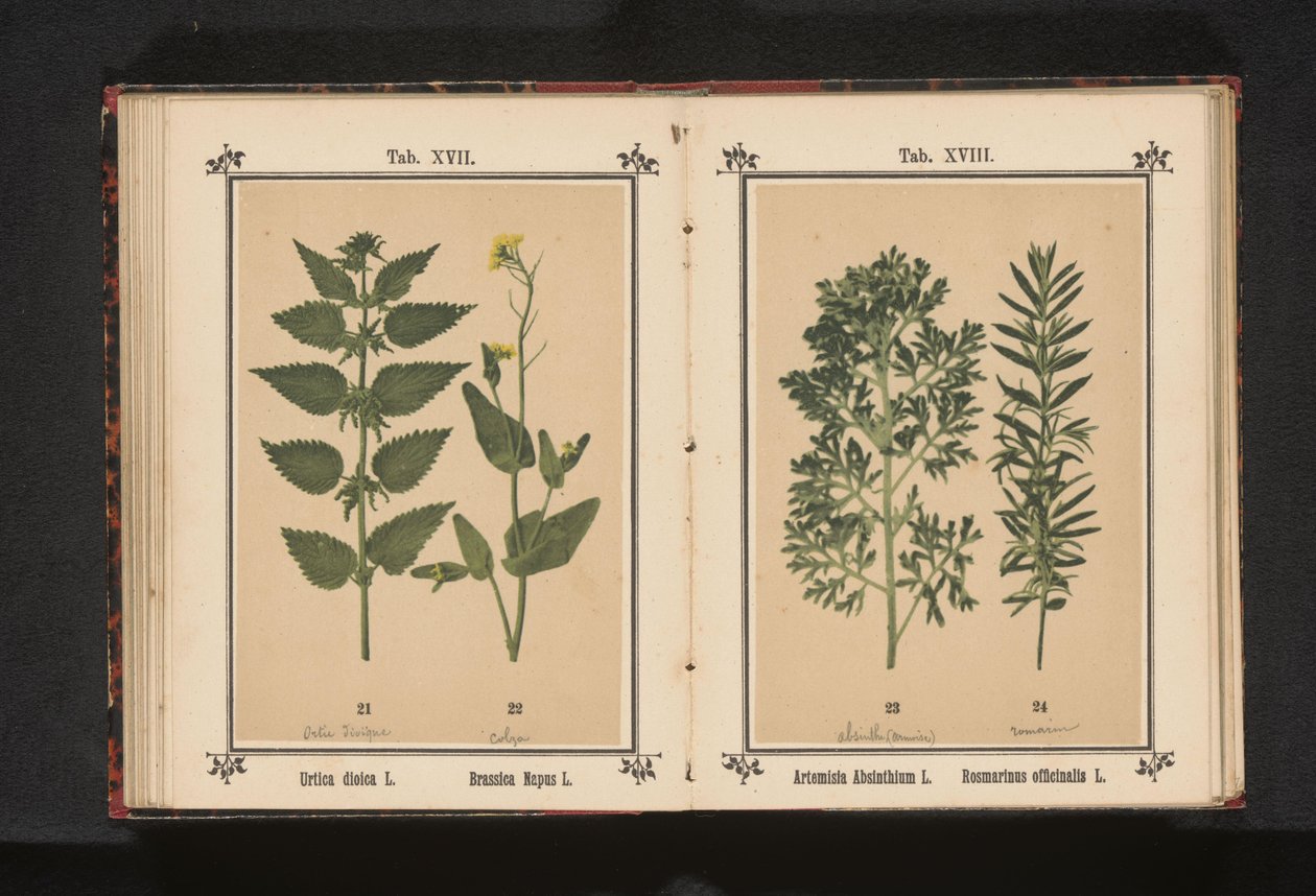 Brændenælde og raps Urtica dioica L. Brassica Napus L. (titel på objekt) af Anonymous