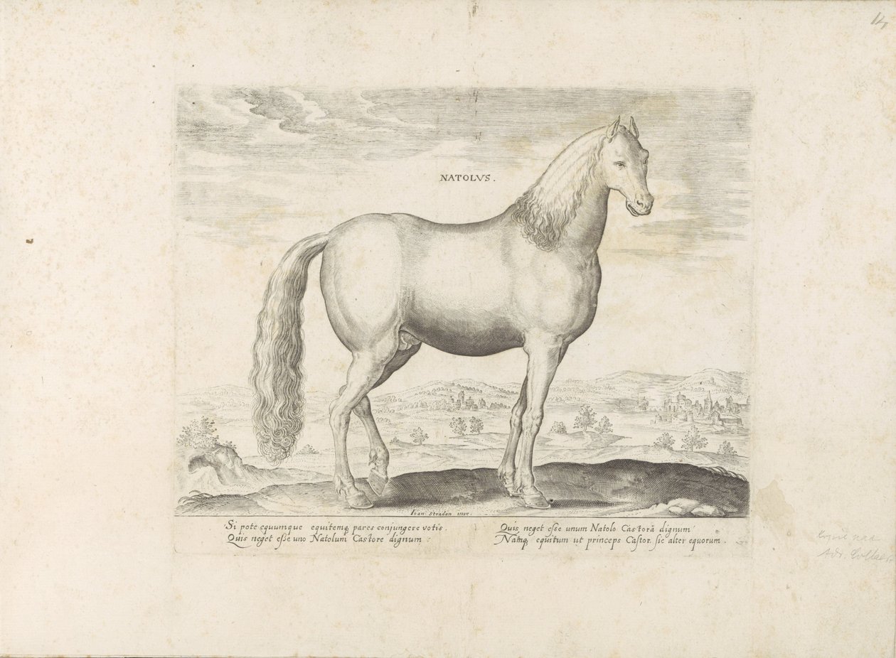 Hengst uit Anatolia Født (titel på objekt) Paardenrassen uit de Koninklijke stallen van Don Juan van Austria (serietitel) Hesten, hvor alle slags adelige: hestes opførsel, der skelnes fra forskellige dele af verden udvalgt (...) (serietitel på o af Anonymous