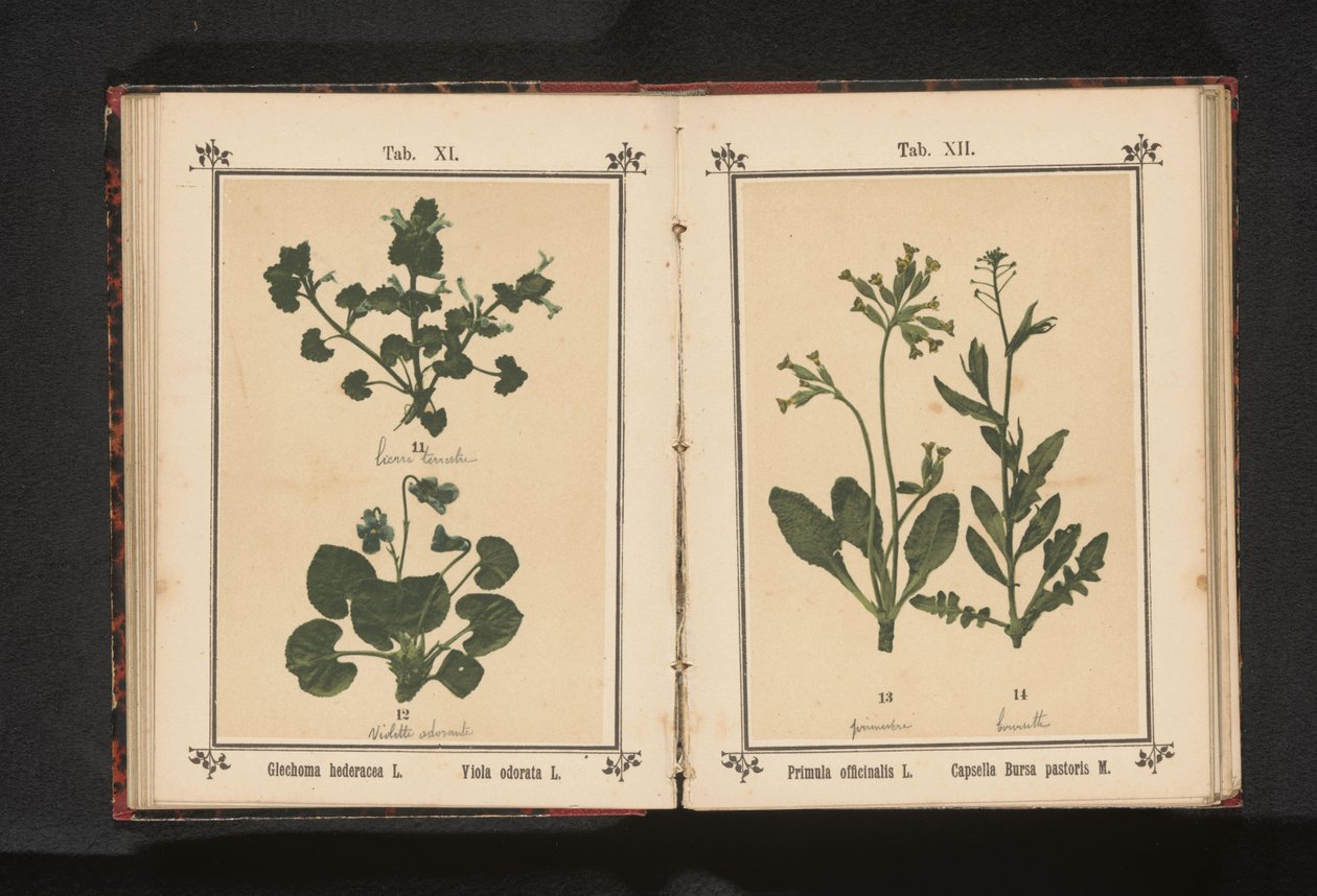 Hundetrav og en martsviol Glechoma hederacea L. Viola odorata L. (titel på objekt) af Anonymous