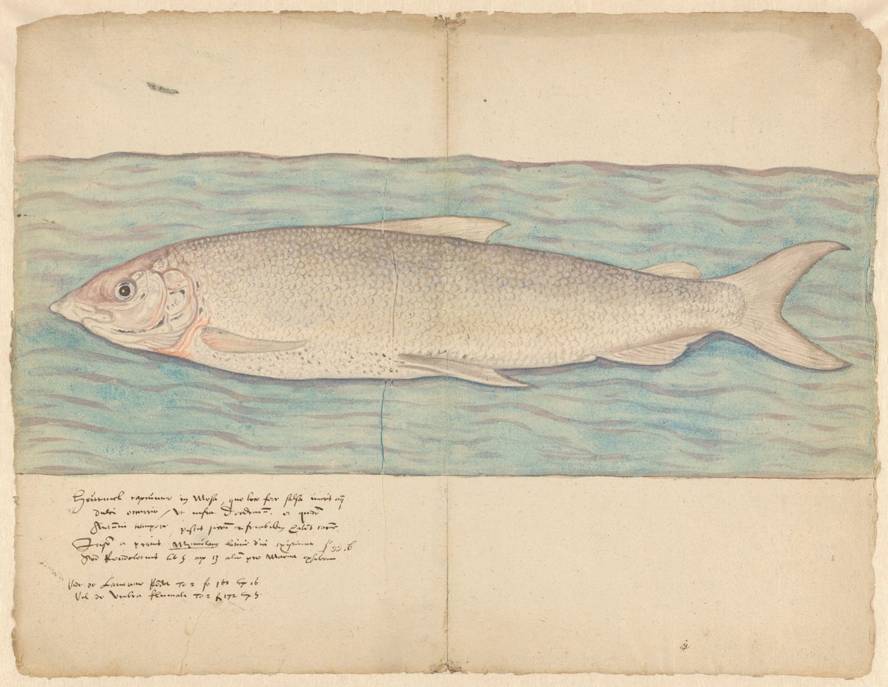 Houting (Coregonus oxyrinchus) af Anonymous