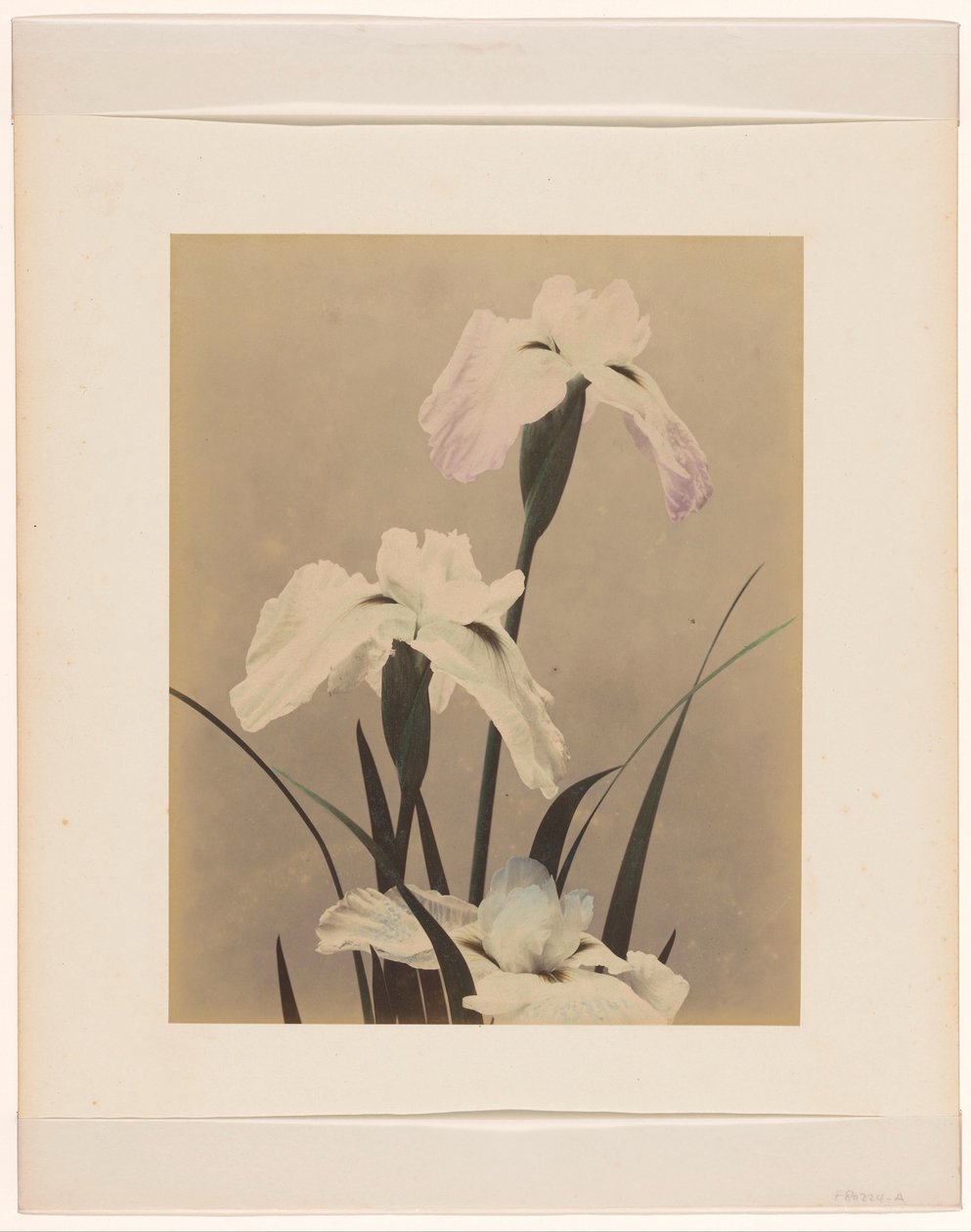iris af Anonymous