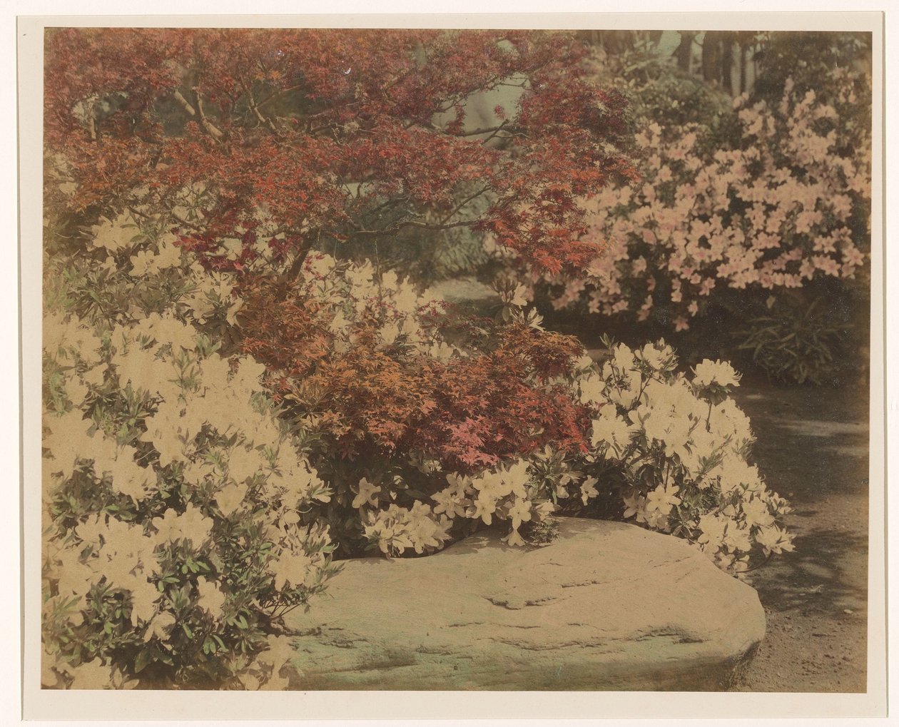 Japansk have med blomster af Anonymous