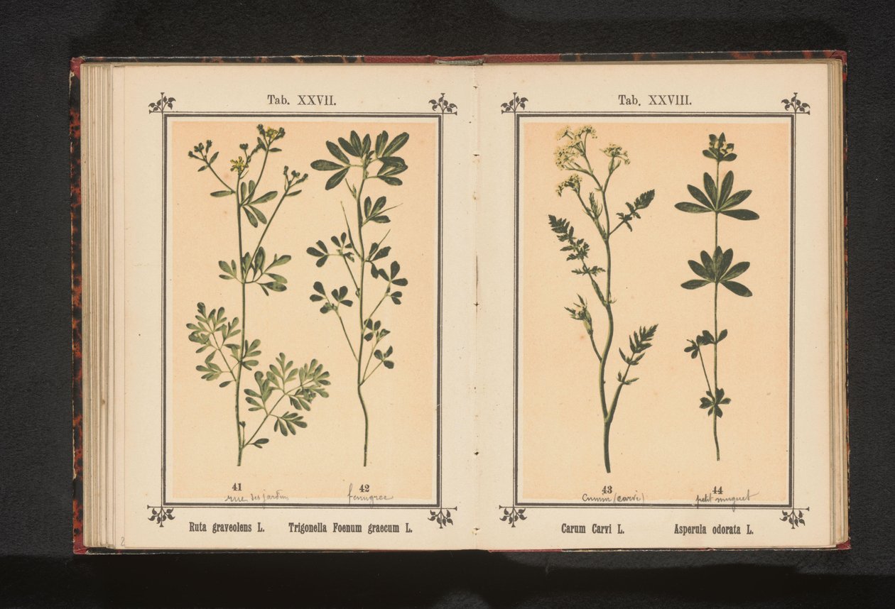 Karwij i lievevrouwebedstro Carum Carvi L. Asperula odorata L. (titel på objekt) af Anonymous