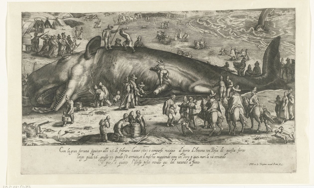 Kopi af den strandede hval ved Berckhey fra 1598, da hvalen stod ved Ancona i 1601 Ritratto d