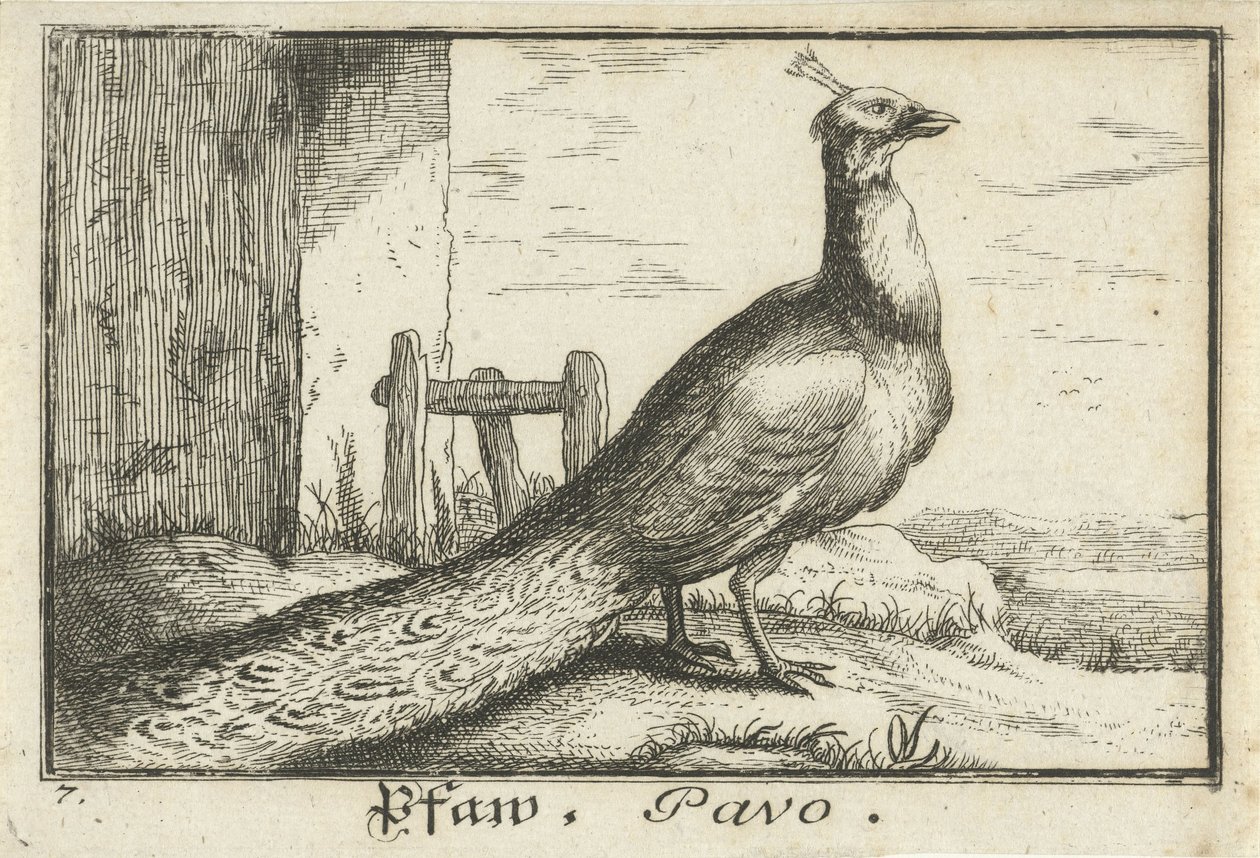 Landskab med påfugl Pfaw, Pavo (titel på objekt) af Anonymous