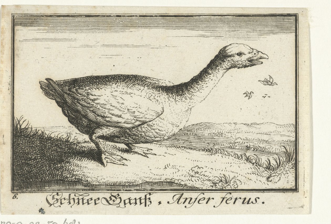 Landskab med vildgås Schnee Gans, Anfer ferus. (titel på objekt) af Anonymous