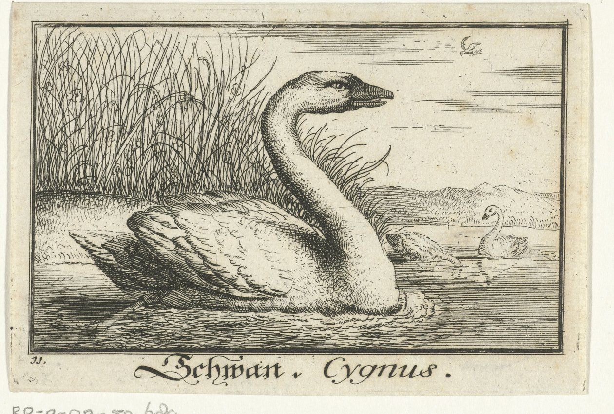Landskab med svane Schwan, Cygnus. (titel på objekt) af Anonymous