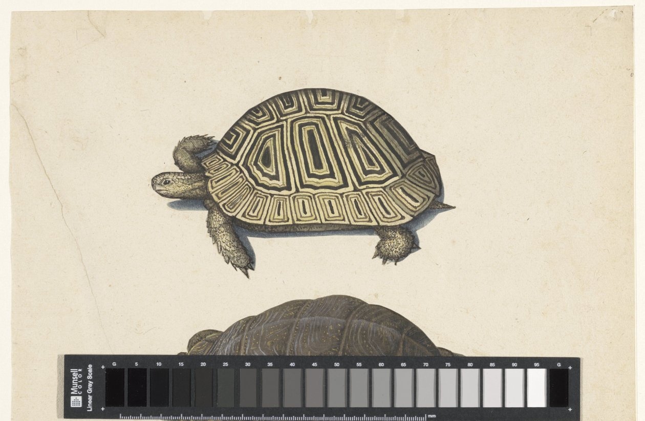 Landschildpad Lombard album (serietitel) af Anonymous