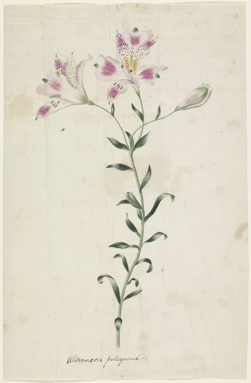 Leslie (Alstroemeria Pellegrina) af Anonymous