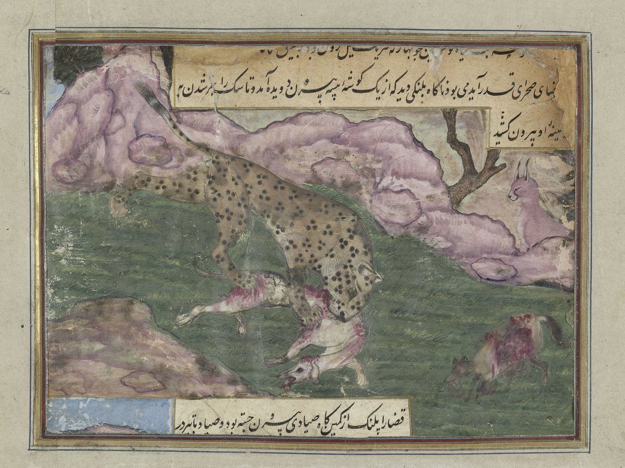 Leopard dræber en hund af Anonymous