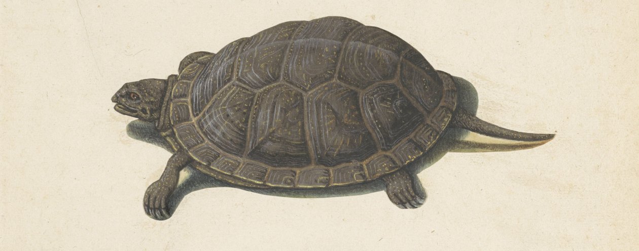 sumpskildpadde Lombard album (serietitel) af Anonymous