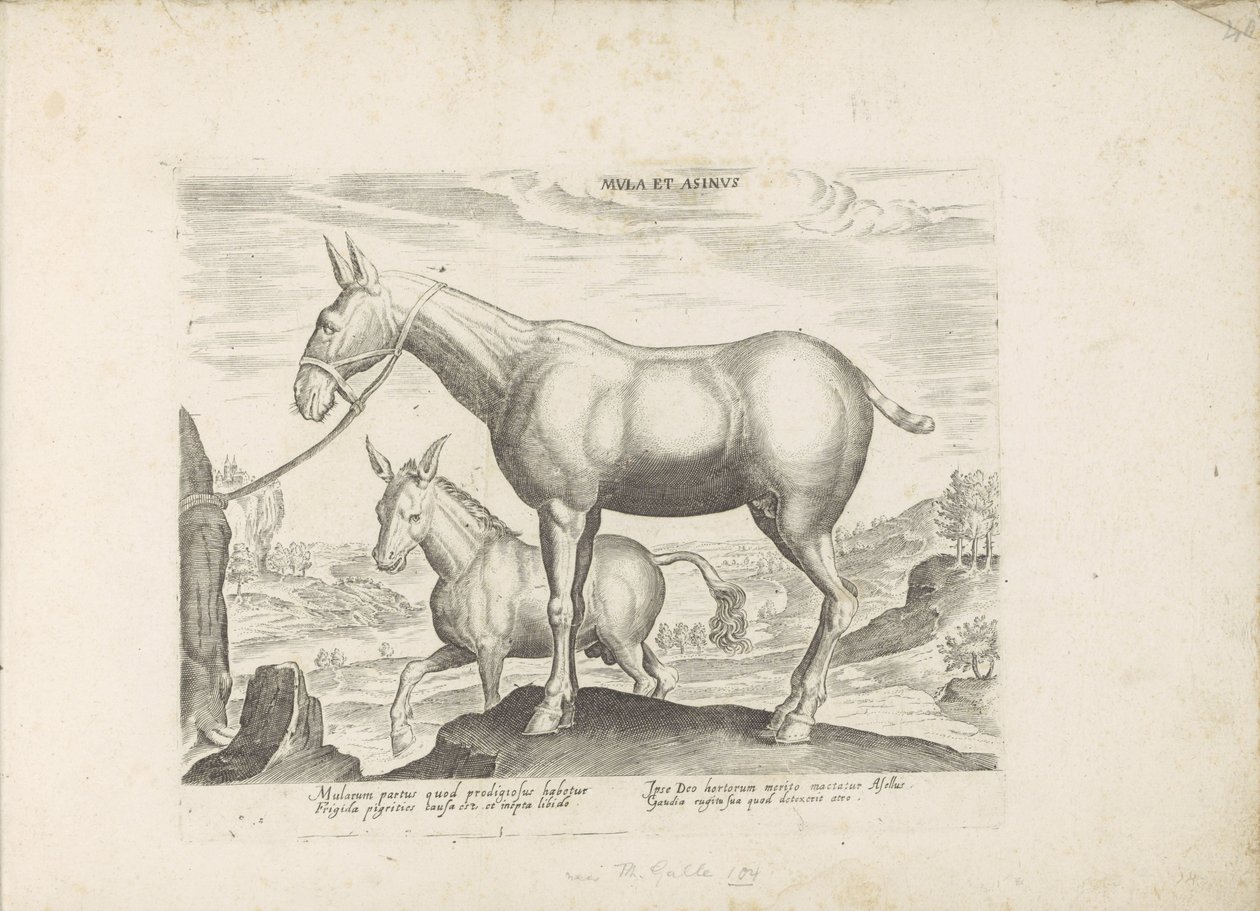 Mulezel og ezel Mule og æsel (titel på objekt) Paardenrassen uit de Koninklijke stallen van Don Juan van Austria (serietitel) Hesten, hvor alle former for adelsmænd: hestes opførsel adskilt fra forskellige dele af verden udvalgt (...) (serietitel af Anonymous