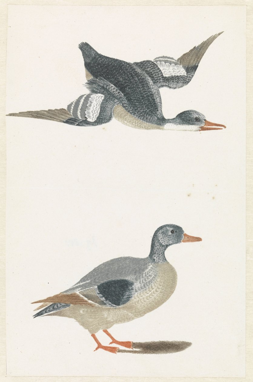 Til højre flyvende and og stående and af Anonymous