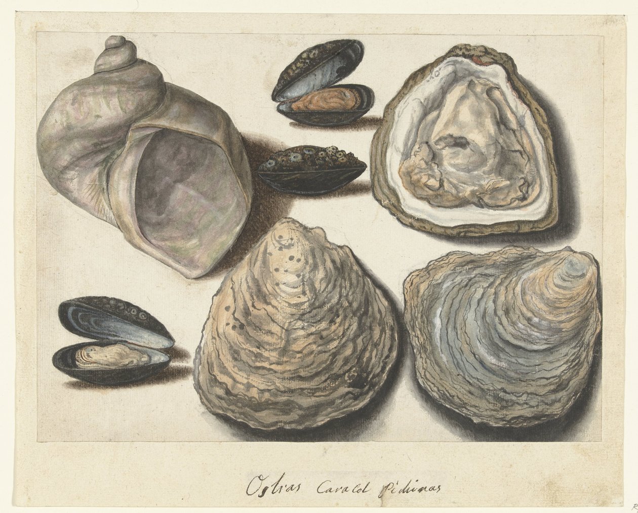 Østers, Muslinger og Månehorn Ostras Caracol Pichinas (titel på objekt) Lombard album (serietitel) af Anonymous