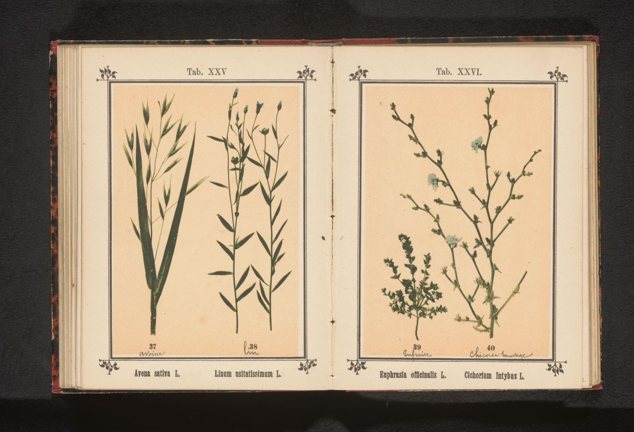 Øjentrøst og vild cikorie Euphrasia officinalis L. Cichorium Intybus L. (titel på objekt) af Anonymous