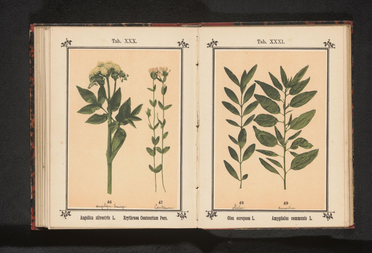 Olivengren og en mandelgren Olea europaea L. Amygdalus communis L. (titel på objekt) af Anonymous