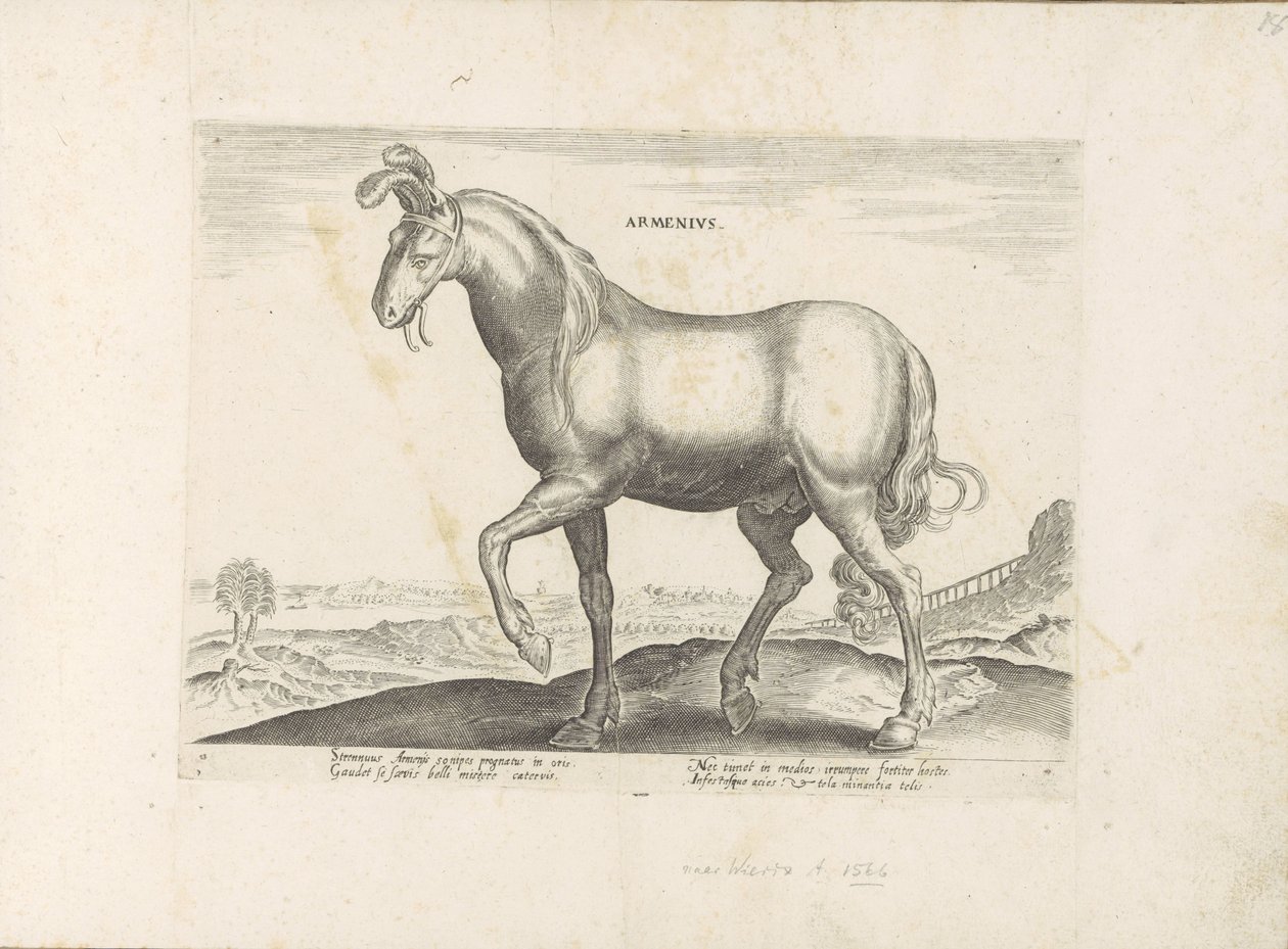 Paard ud Armenië Armenius (titel på objekt) Paardenrassen uit de Koninklijke stallen van Don Juan van Austria (serietitel) Hesten, hvor alle slags adelige: hestes opførsel adskilles fra forskellige dele af verden udvalgt (...) (serietitel på ob af Anonymous