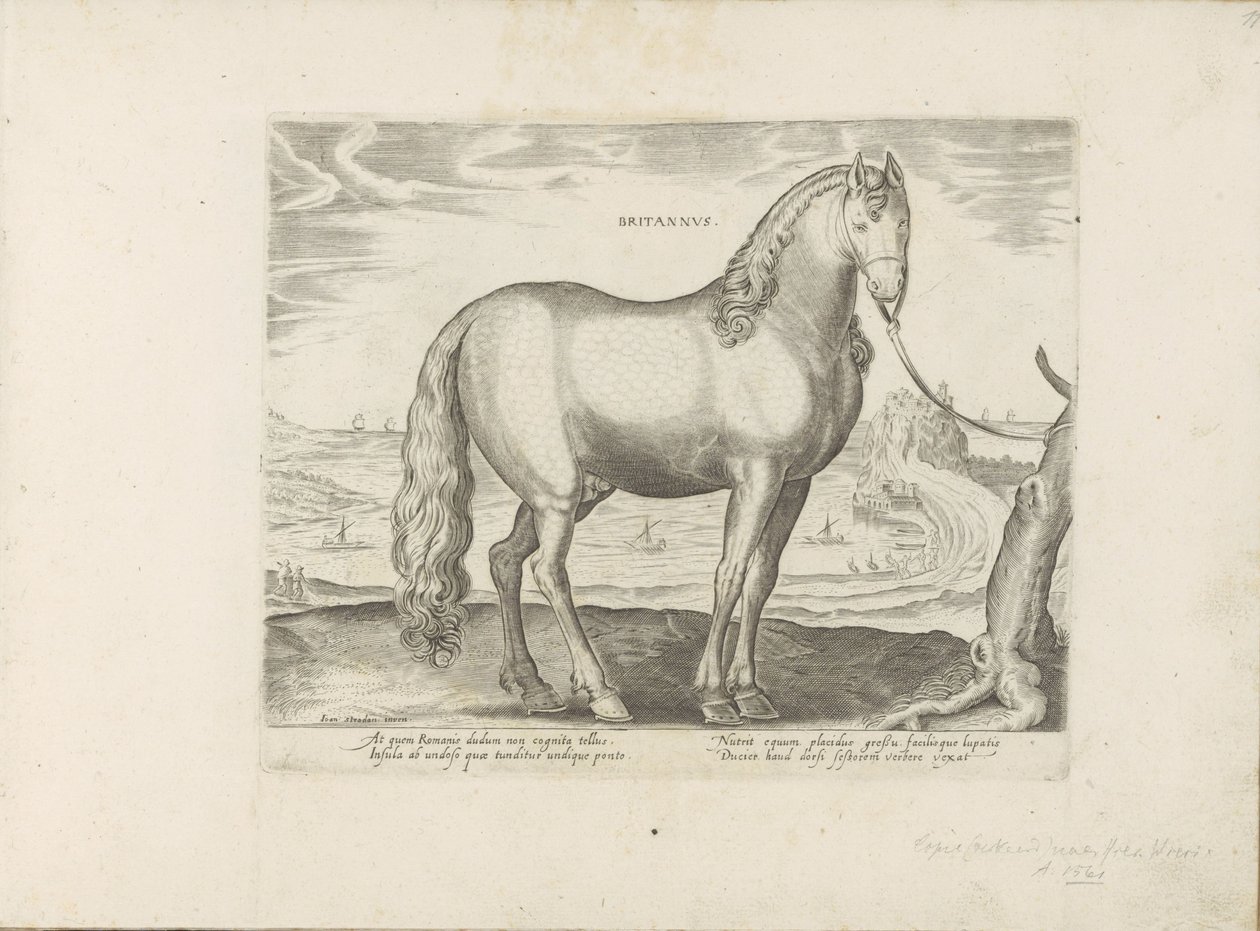 Paard uit Bretagne (Storbritannien) Britisk (titel på objekt) Paardenrassen uit de Koninklijke stallen van Don Juan van Austria (serietitel) En hest, hvor alle slags adelige: udvalgt fra forskellige dele af verden kendetegnet ved hestes adfærd (...) (seri) af Anonymous