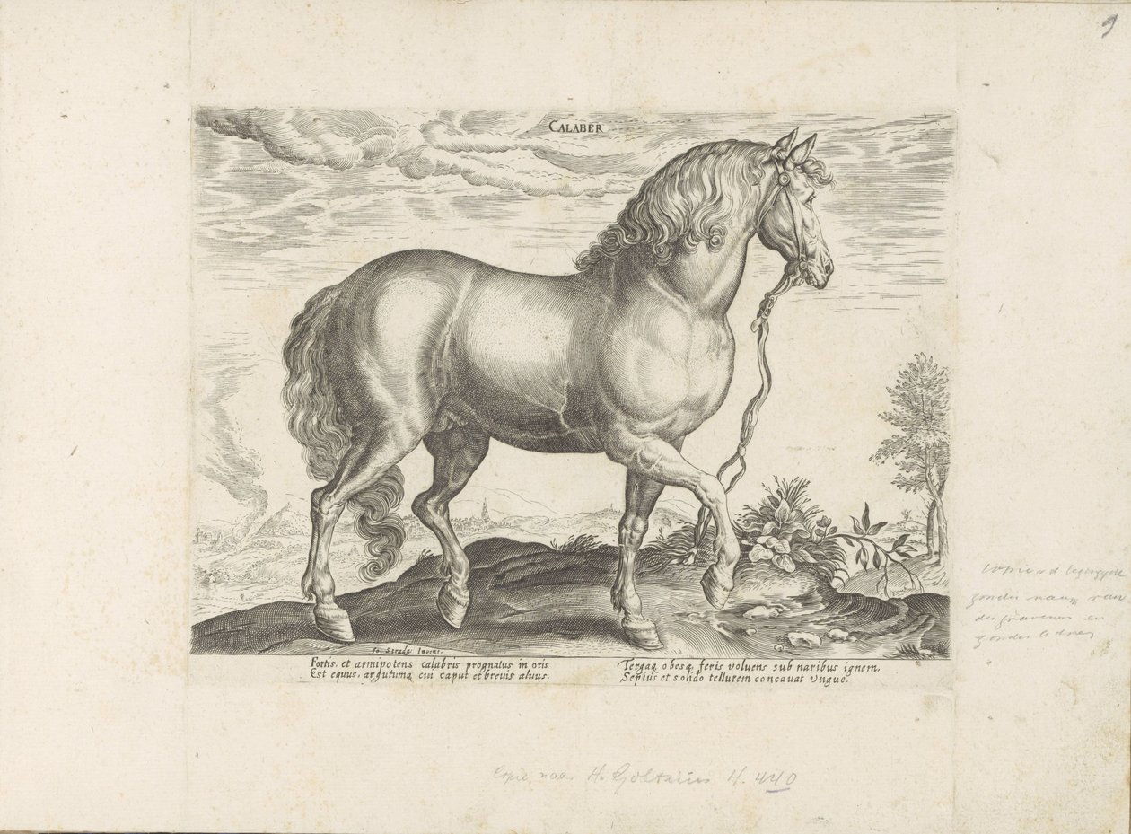 Paard ud Calabrien Calabar (titel på objekt) Paardenrassen uit de Koninklijke stallen van Don Juan van Austria (serietitel) Hesten, hvor alle slags adelige: hestes opførsel adskilles fra forskellige dele af verden udvalgt (...) (serietitel på ob af Anonymous