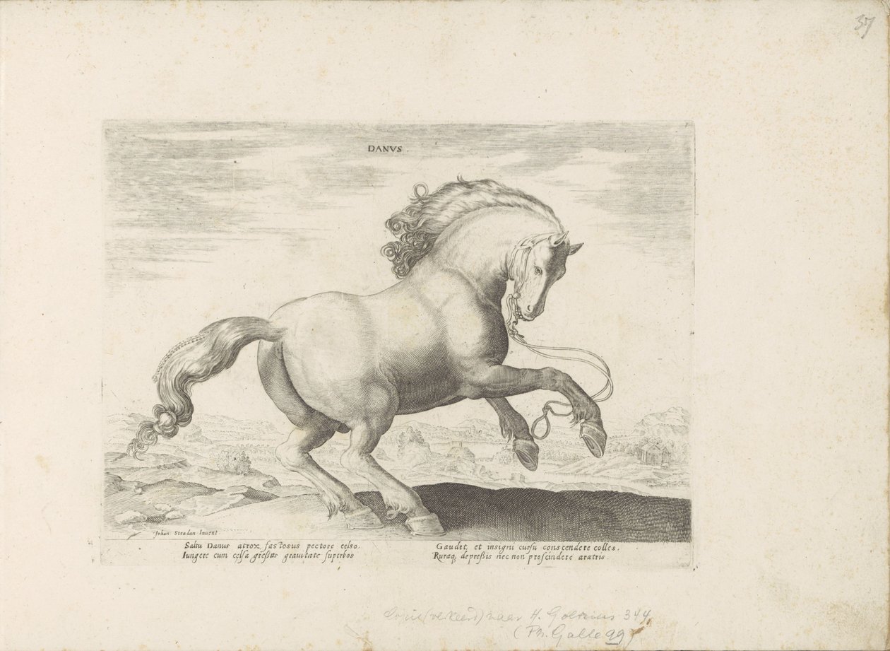 Paard uit Danemarken Dansk (titel på objekt) Paardenrassen uit de Koninklijke stallen van Don Juan van Austria (serietitel) Hesten, hvor alle slags adelige: hestes opførsel adskilt fra forskellige dele af verden udvalgt (...) (serietitel på ob af Anonymous