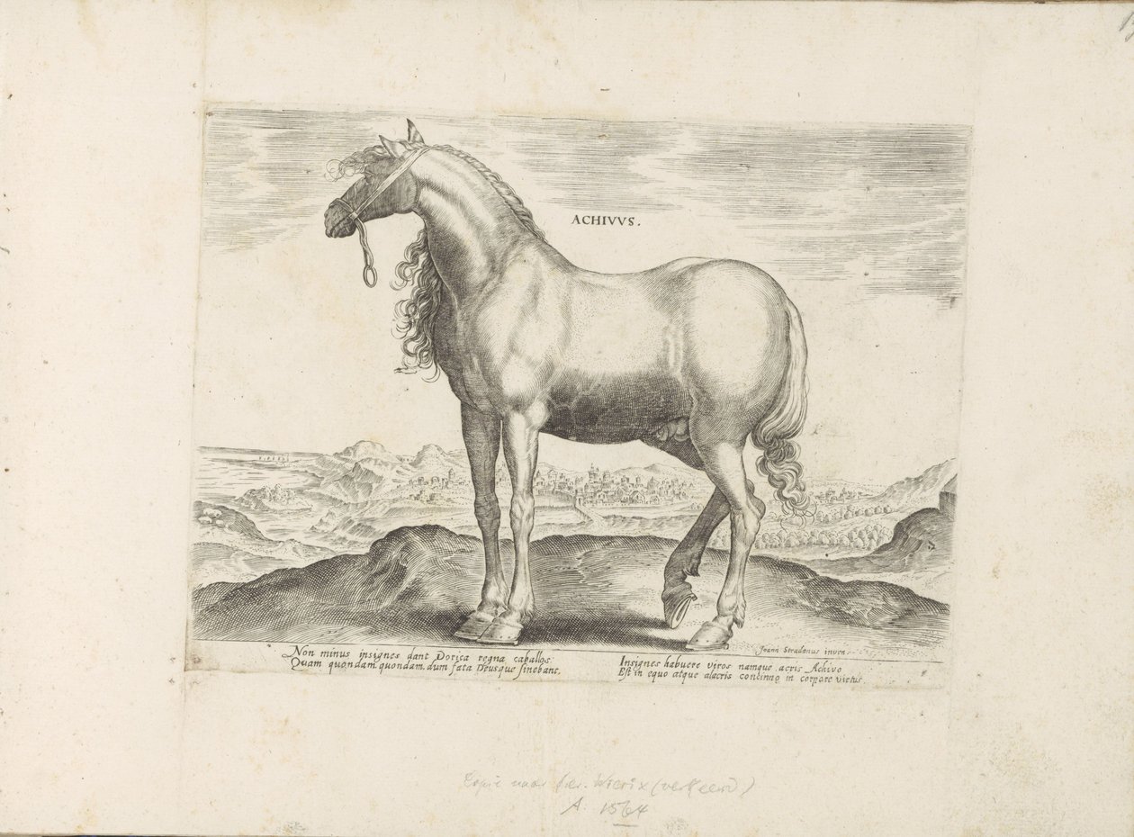 Paard fra Grækenland Achivus (titel på objekt) Paardenrassen uit de Koninklijke stallen van Don Juan van Austria (serietitel) Hesten, hvor alle former for adelsmænd: hestes opførsel adskilt fra forskellige dele af verden udvalgt (...) (serietitel på af Anonymous