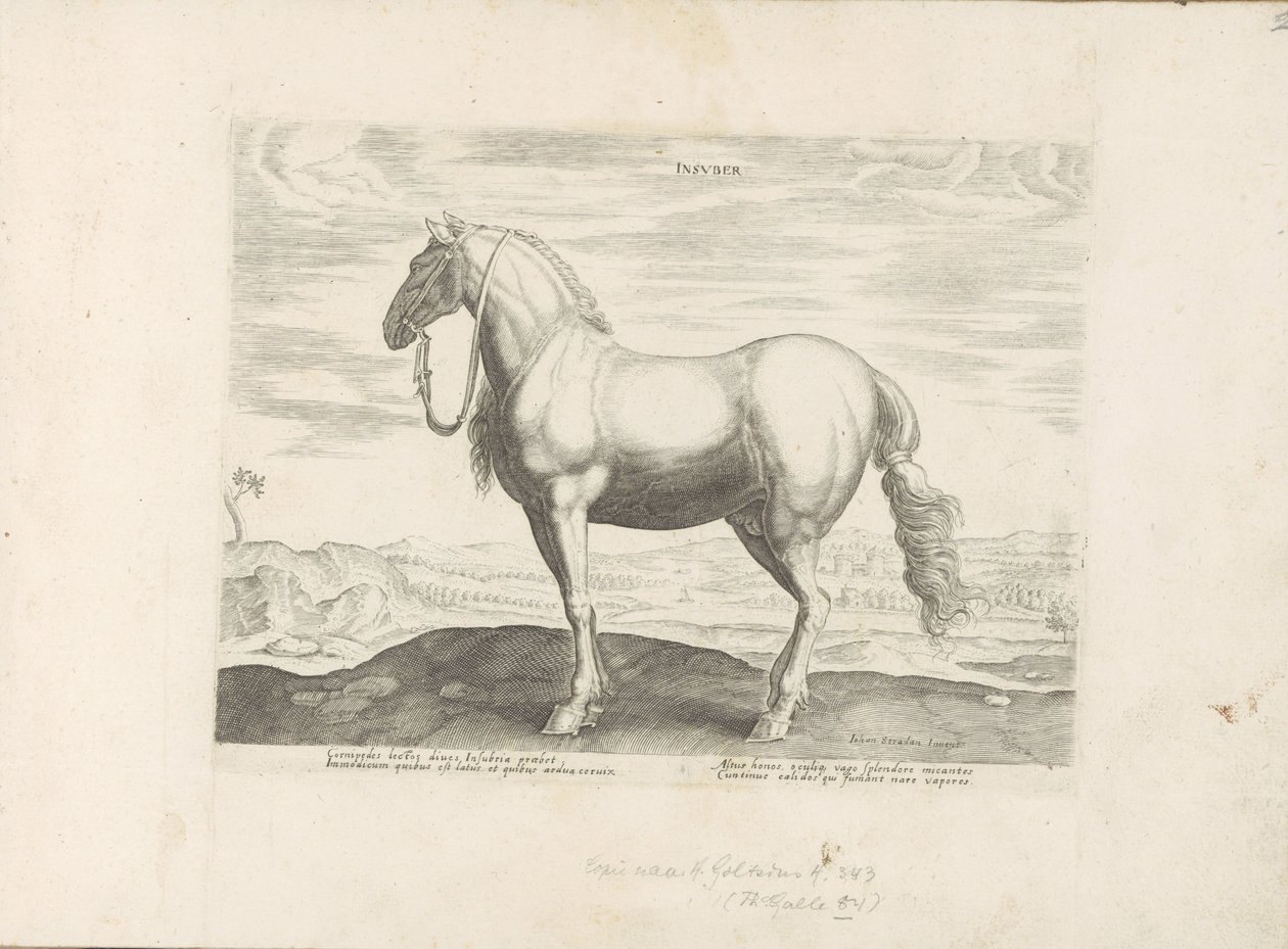 Paard ud Noord-Italien Insuber (titel på objekt) Paardenrassen uit de Koninklijke stallen van Don Juan van Austria (serietitel) Hesten, hvor alle slags adelige: hestes opførsel adskilles fra forskellige dele af verden udvalgt (...) (serietitel o af Anonymous